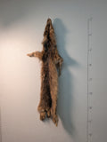 Canadian Lynx, (Lynx1)