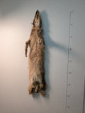 Canadian Lynx, (Lynx1)