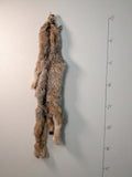 Canadian Lynx, (Lynx2)