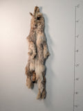 Canadian Lynx, (Lynx2)