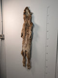 Canadian Lynx, (Lynx3)