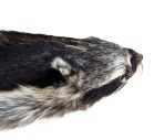 Raccoon, Imperfect Grade