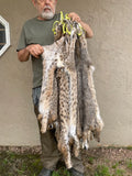 Bobcat Pelt