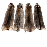 Raccoon