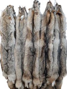 Coyote, Eastern (LG-1XL)