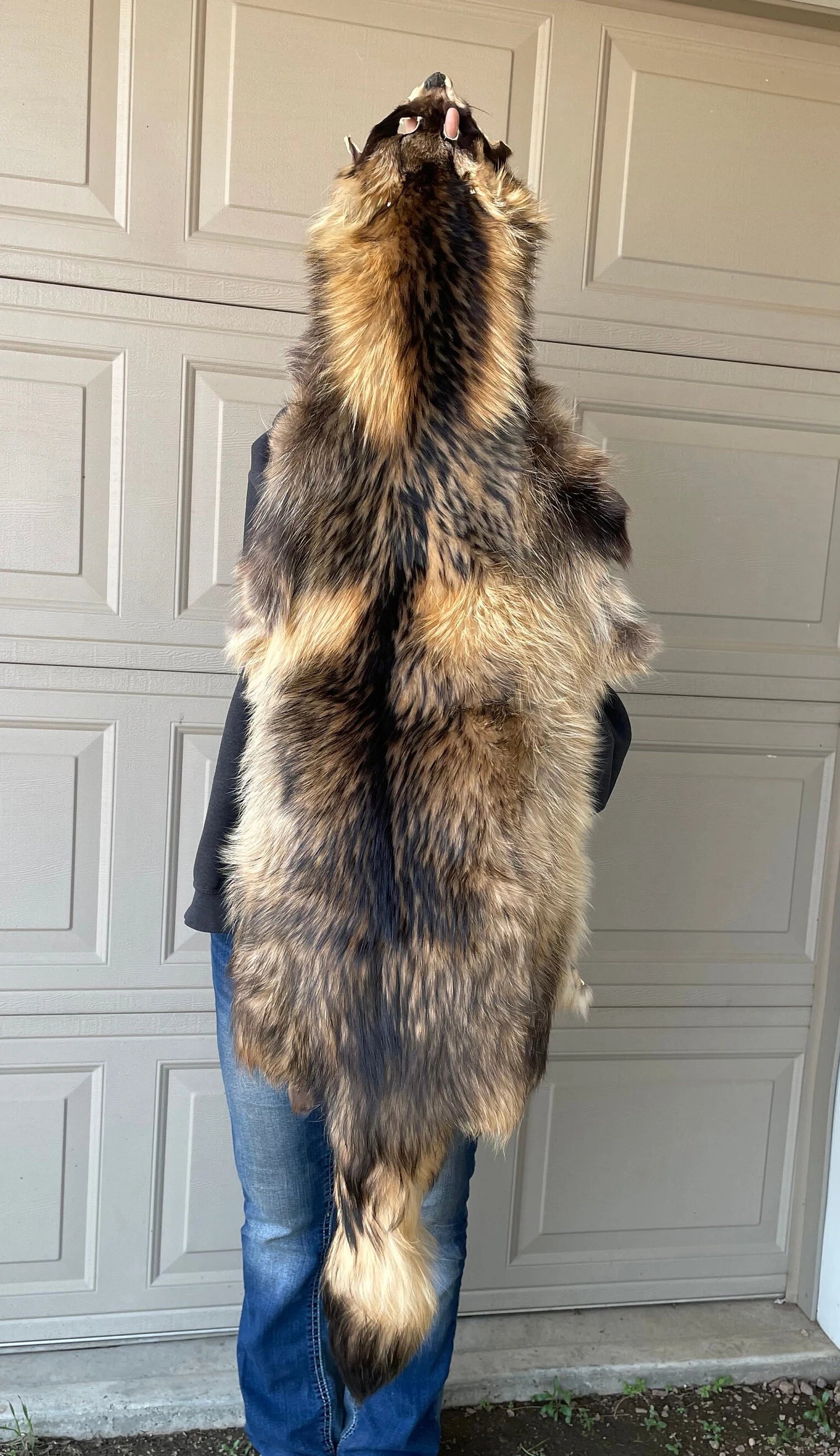 Finn Raccoon Dog Tanuki Fur Pelt (Finland), 1X-2X – Dakotaline Furs