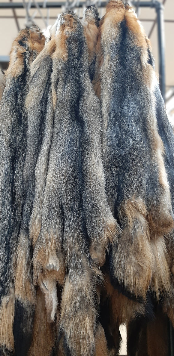 Grey Fox