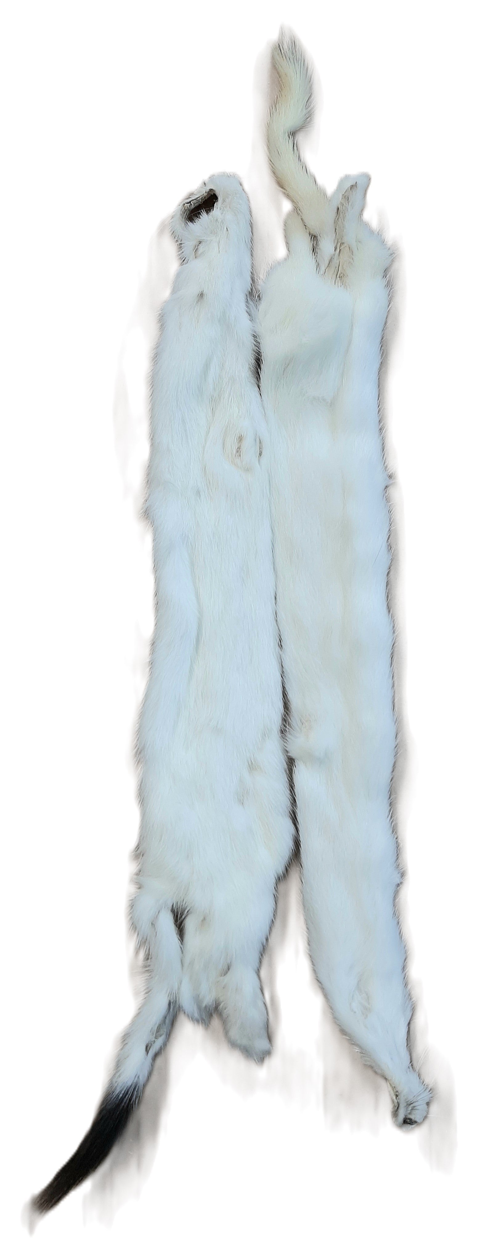 Weasel, Winter White – Dakotaline Furs