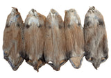 Muskrat