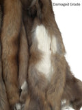 Pine Marten (Sable)