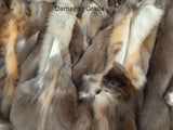 Pine Marten (Sable)