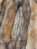Pine Marten (Sable)