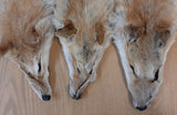 Rare Red Coyote Pelt, Tanned