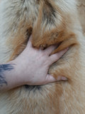 Rare Red Coyote Pelt, Tanned