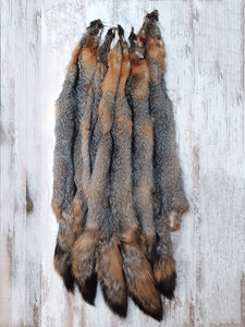 Grey Fox