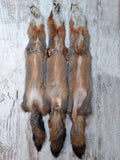 Grey Fox