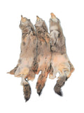 Tanned Coyote - Eastern