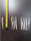 Coyote Baculum