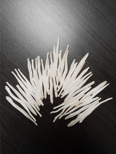 Coyote Baculum