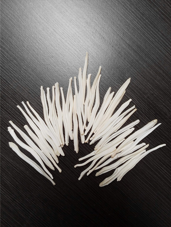 Coyote Baculum