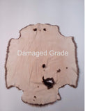 Sheared Beaver