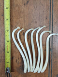 Raccoon Baculum, dick, pecker
