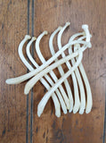 Raccoon Baculum, dick, pecker