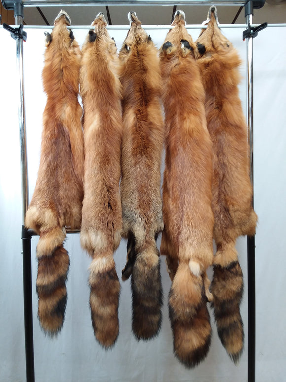 Red Fox Fur Pelt/Tanned Skins : : Home