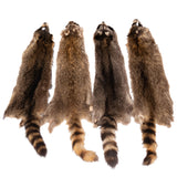 Raccoon