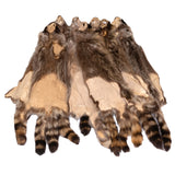 Raccoon
