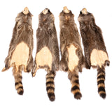 Raccoon