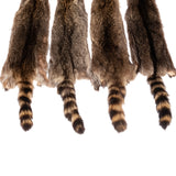 Raccoon
