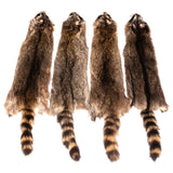 Raccoon
