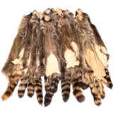 Raccoon