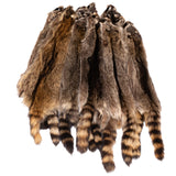 Raccoon