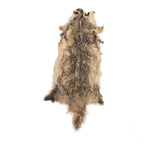 Northern Badger