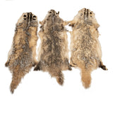 Northern Badger
